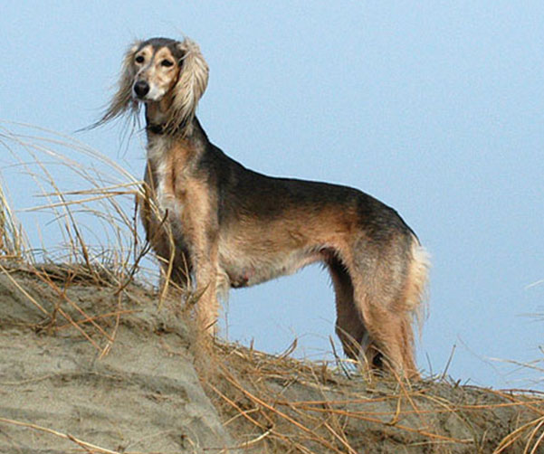 saluki 2