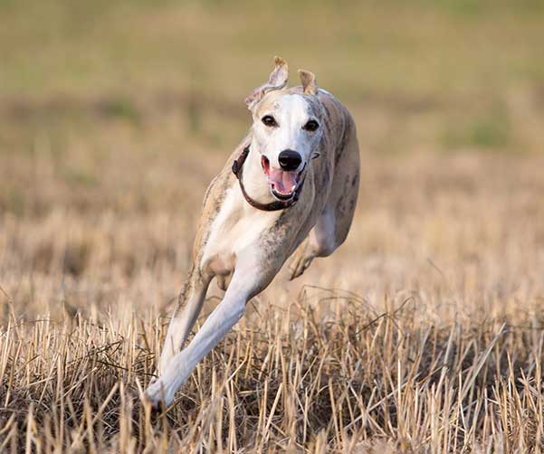 whippet