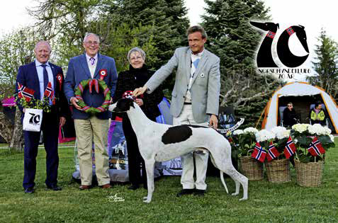 Best in Show Greyhoundhannen Jets Man in The Moon
