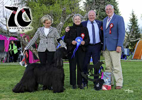 Best in Show 2 Afghanertispen Shaira Bint Benasid von Haussman