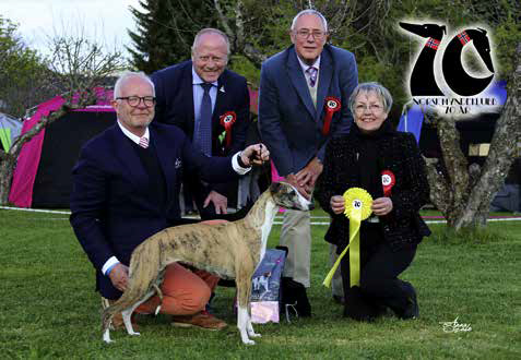 Best in Show 3 Whippettispen Librium Remarkable Rose