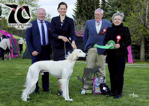 Best in Show 4 Salukihannen El Ubaids Tango