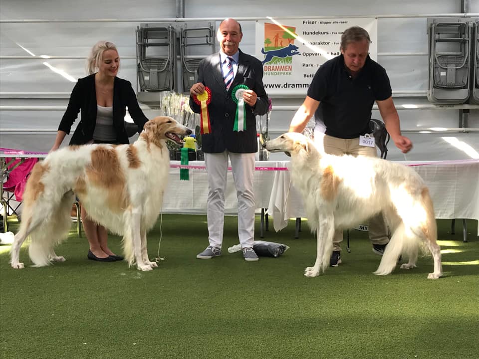 borzoi