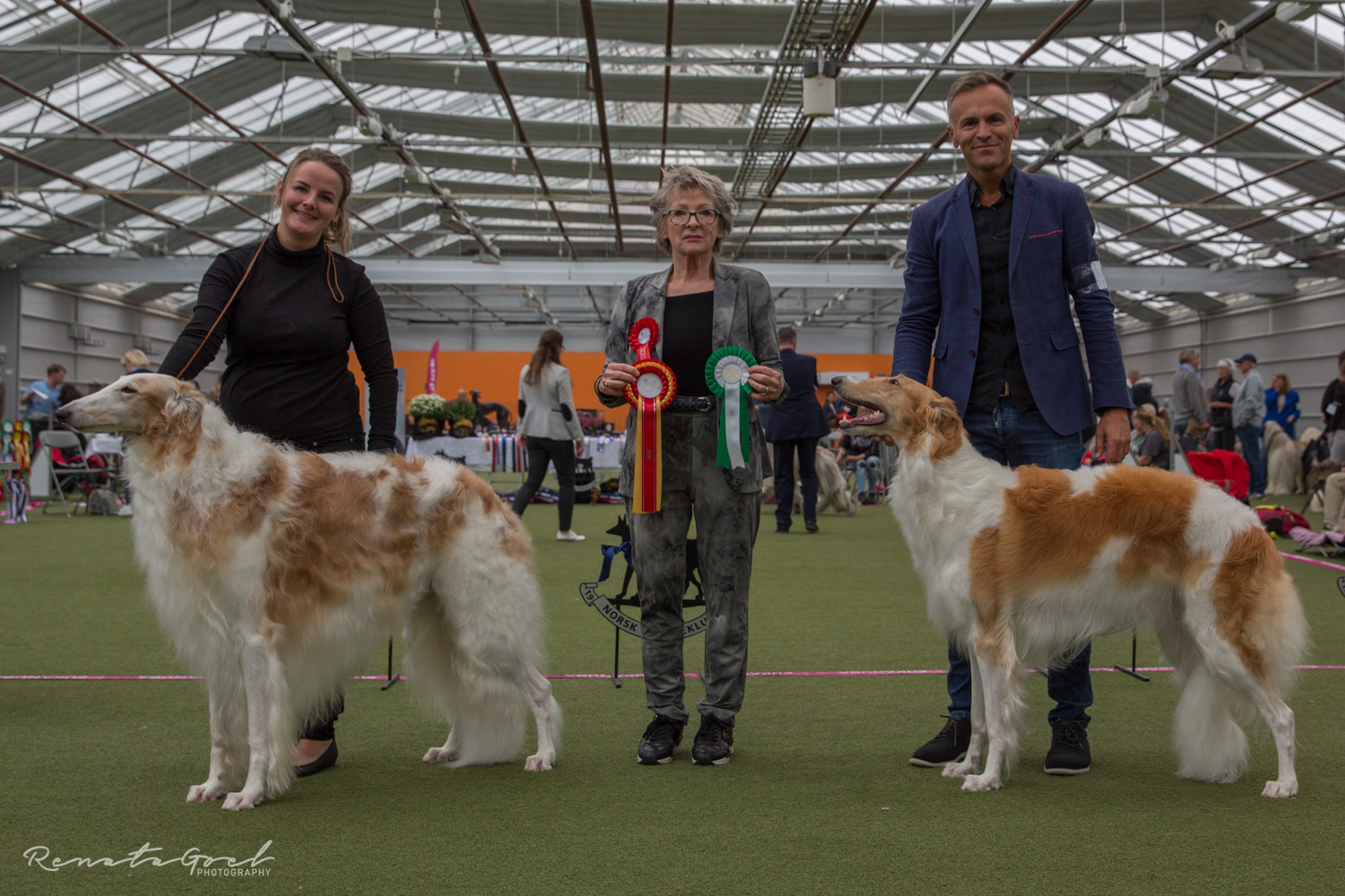 borzoi