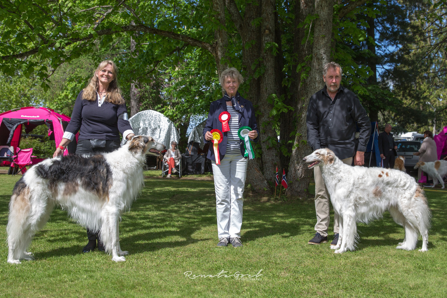 borzoi