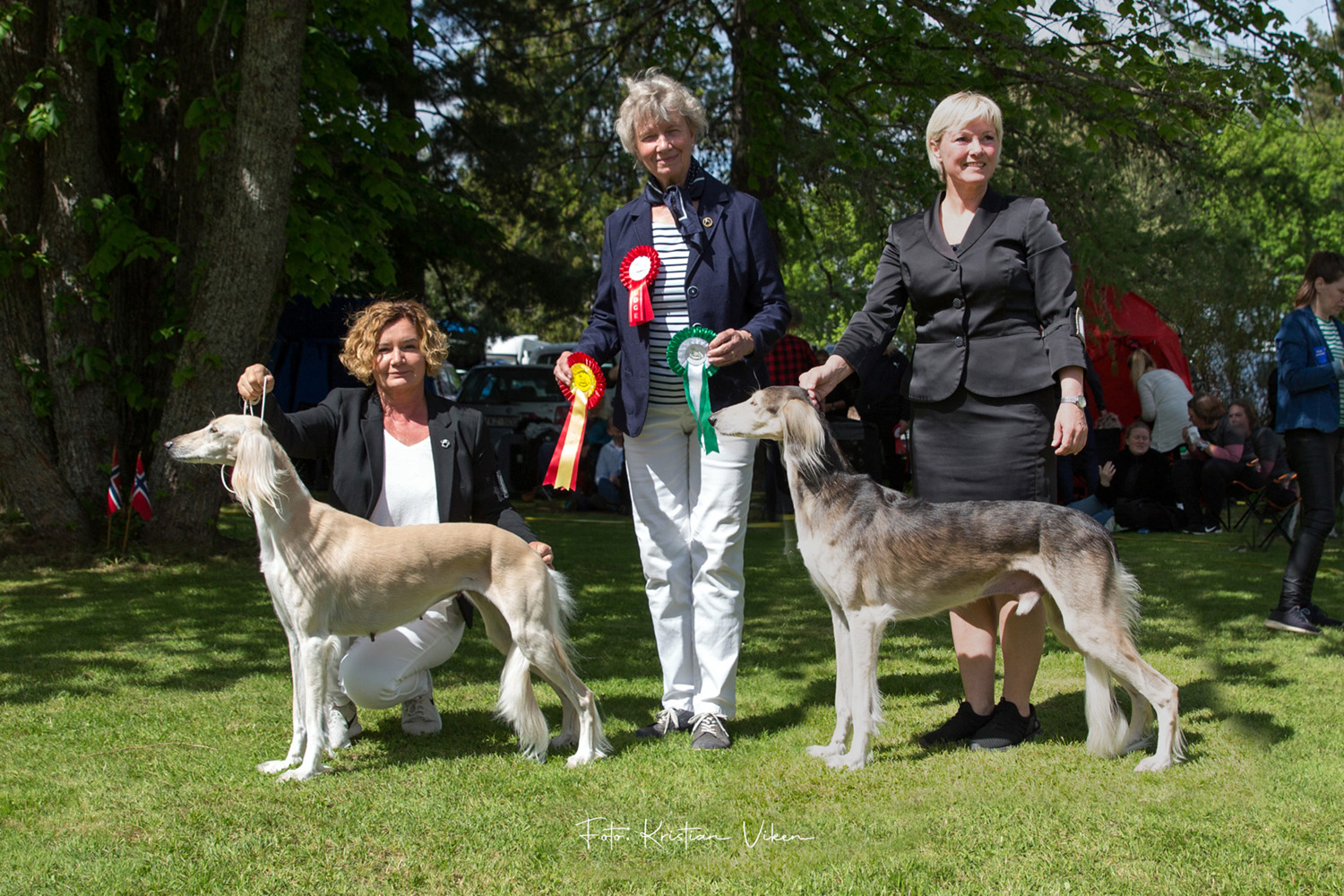 saluki