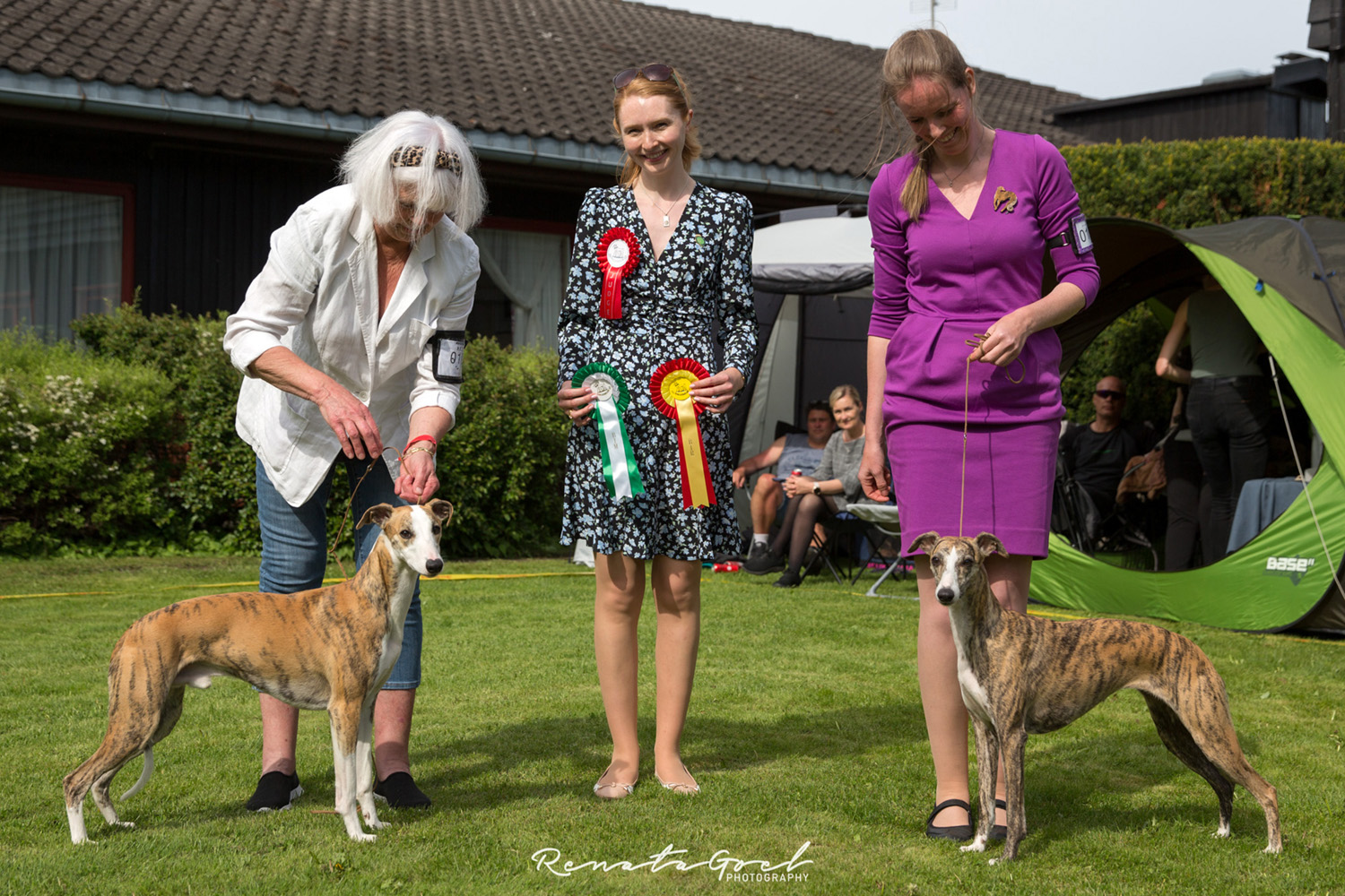whippet